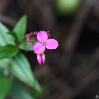 Sonerila lanceolata Thwaites